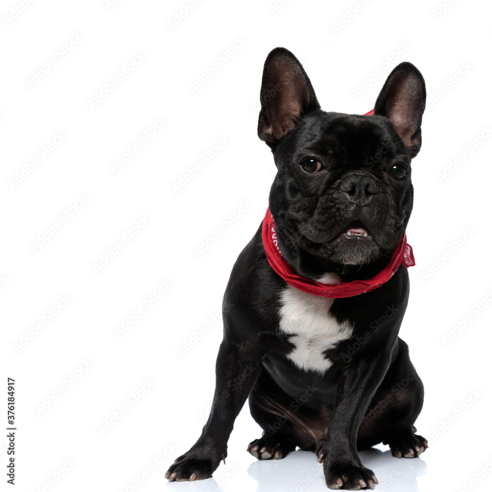 Happy French Bulldog wearing bandana and sitting o