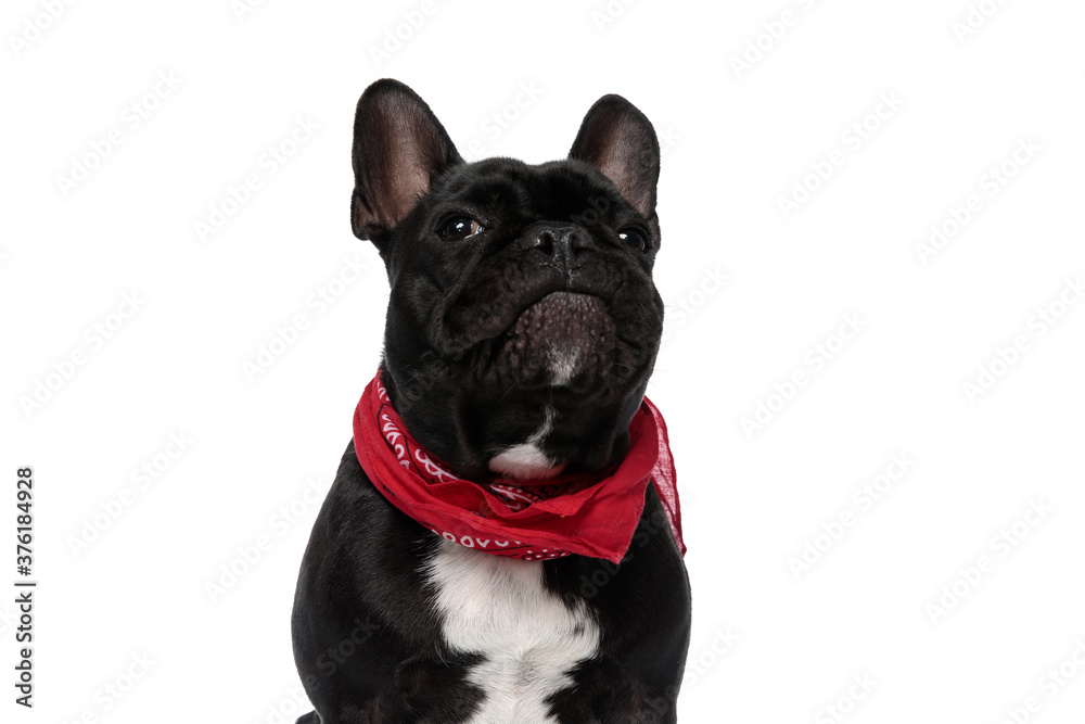 Eager French Bulldog puppy looking up and wearing bandana