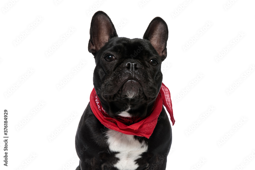 Brave French Bulldog puppy looking forward and wearing bandana