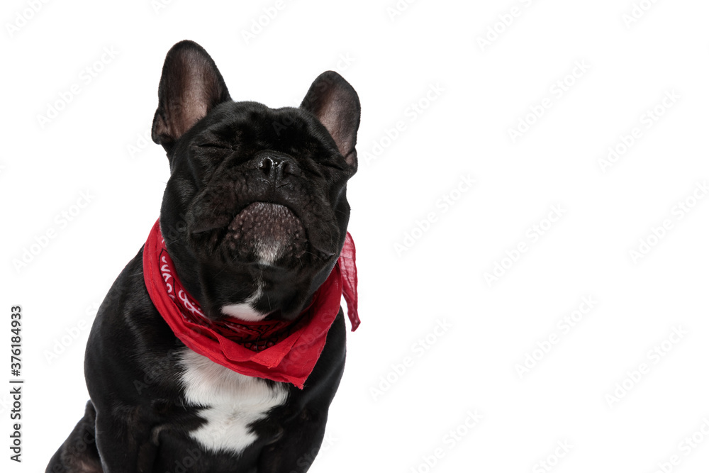 Positve French Bulldog puppy wearing bandana and dreaming