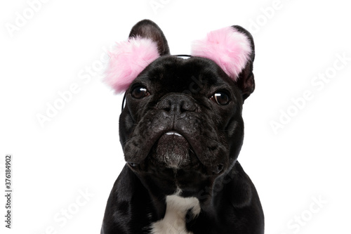 Lovely French Bulldog puppy wearing furry pink earmuffs