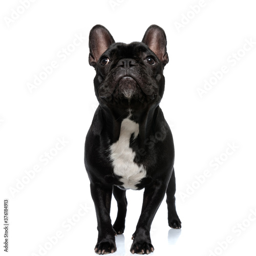 Dutiful French Bulldog puppy being focused and listening, standing