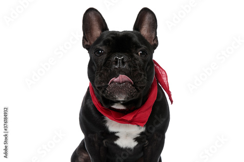 Clumsy French Bulldog puppy wearing bandana and panting