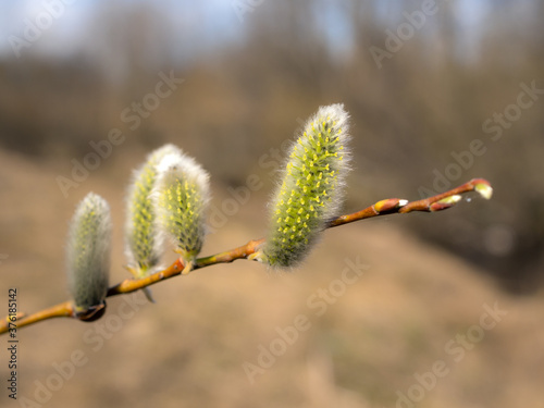 willow branch with green buds