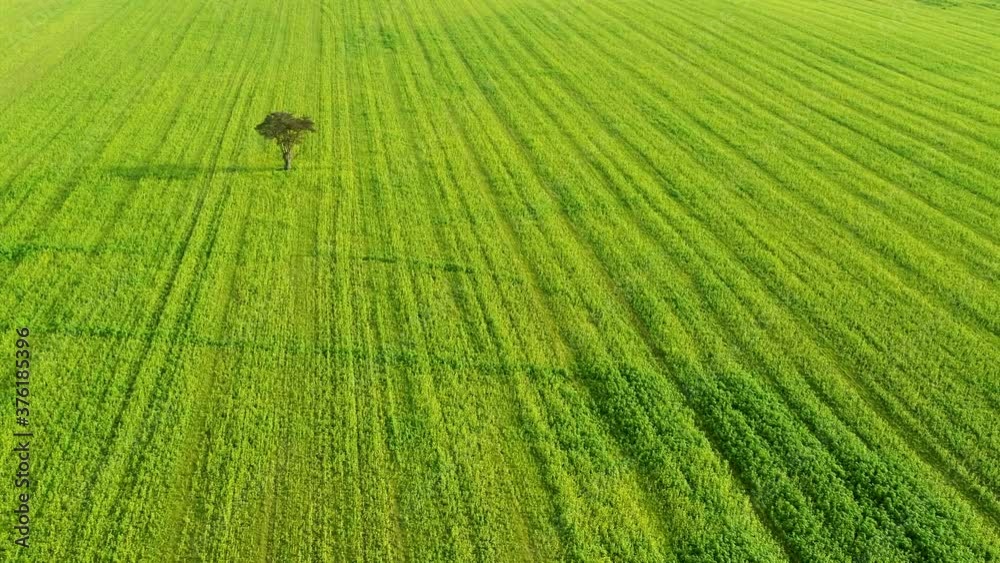 Lonely tree on big green field, drone stock footage be DroneRune 2