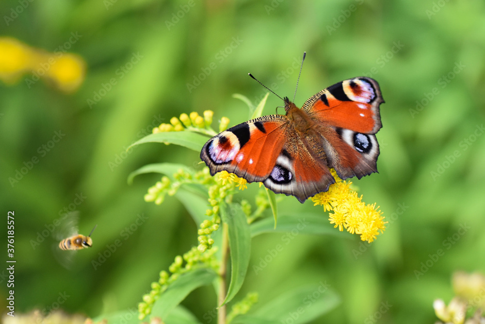 Pfauenauge und Biene