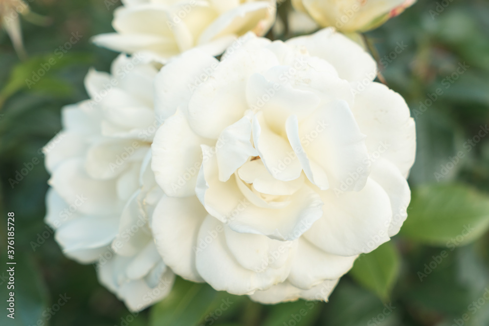 A couple of beautiful white roses in full bloom in the rose garden in Tralee, Kerry, Ireland. A couple of beautiful white roses in full bloom in the rose garden in Tralee, Kerry, Ireland.