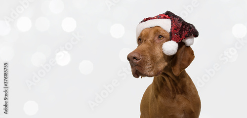 Bannner pointer dog puppy celebrating holidays with a red santa claus hat looking side. Isolated on gray background and defocused christmas llights. photo