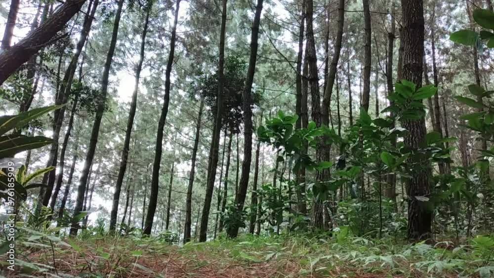 Beautiful pine forest with soothing breeze Beautiful pine forest with soothing breeze