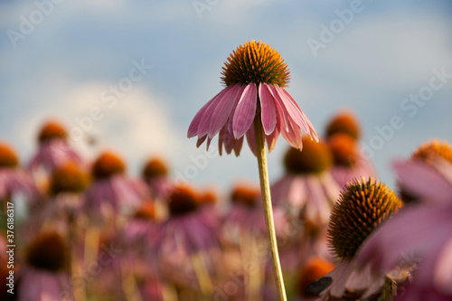 plantation of pink flowered echinacea purpurea