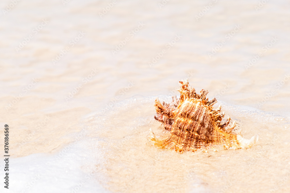 Single brown seashell on beach shore at sunny day, with sea water at background Single brown seashell on beach shore at sunny day, with sea water at background
