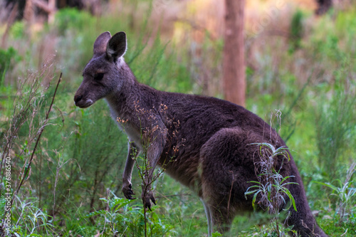 Huge Kangaroo in the Bush of Australian Nature photo