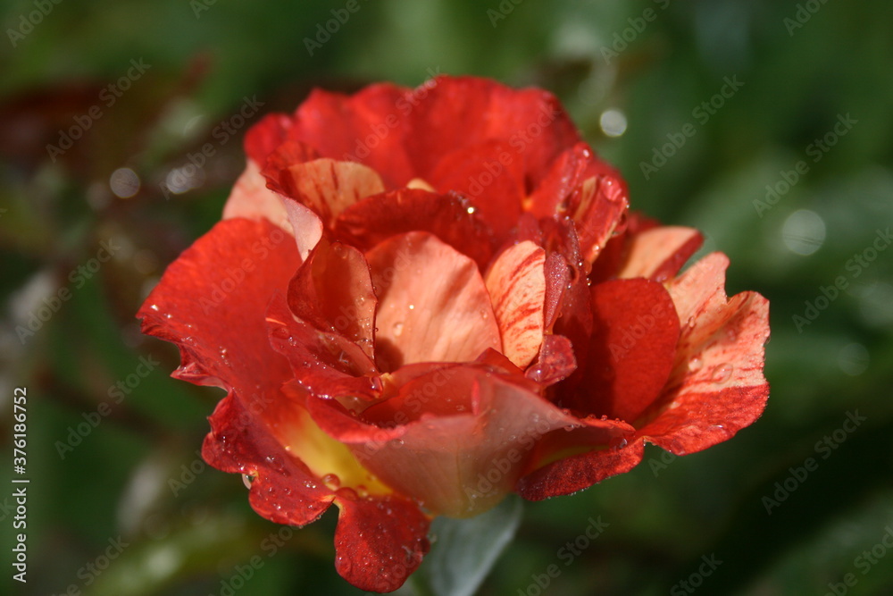 Orange striped rose ‘Summer lodge’ in the morning garden Orange striped rose ‘Summer lodge’ in the morning garden