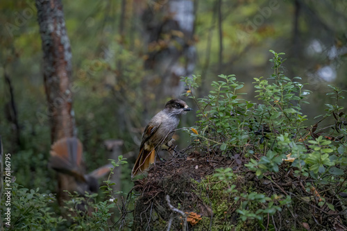 Bird photo