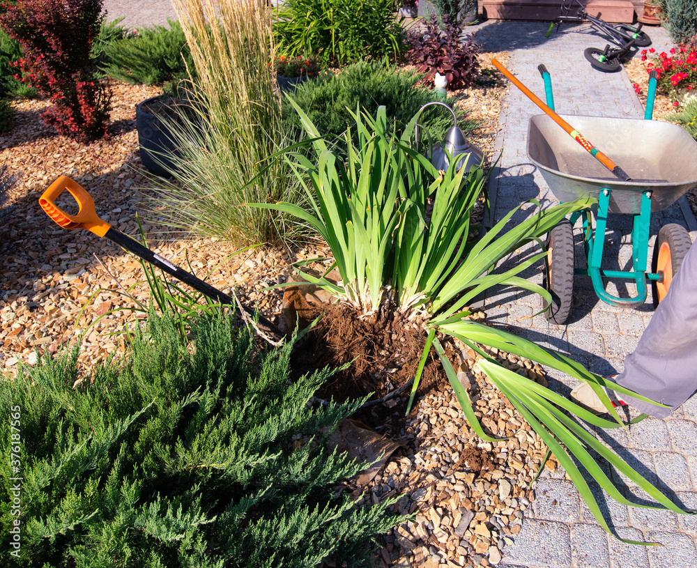 Dividing iris plant for replant. Garden shovel, wheel barrow, young juniperus and shrubs. Gardening.