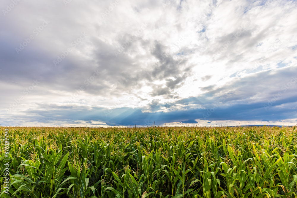 Maisfeld mit bewölktem Himmel als Panorama