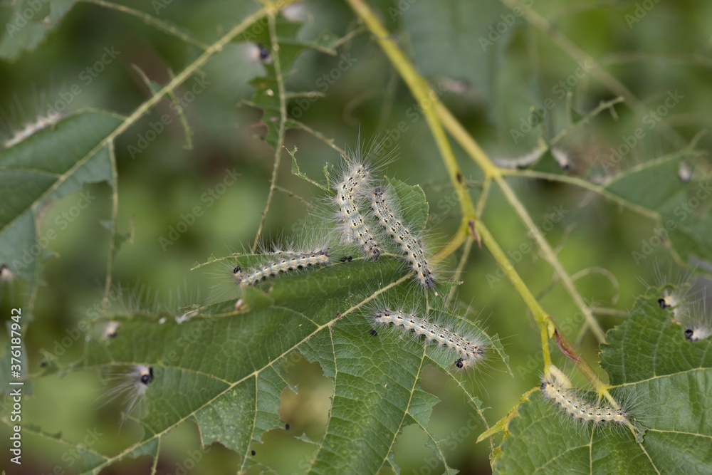 桑の葉を食べるアメリカシロヒトリの幼虫　-Fall Webworm-