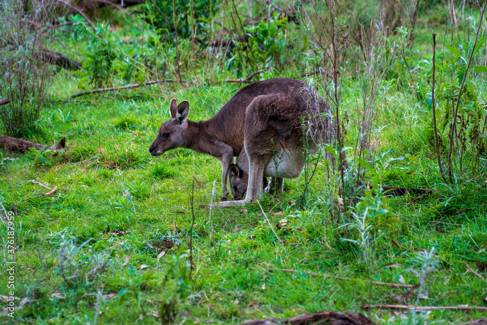 Obraz premium Kangaroo and baby in the Bush of Australian Nature
