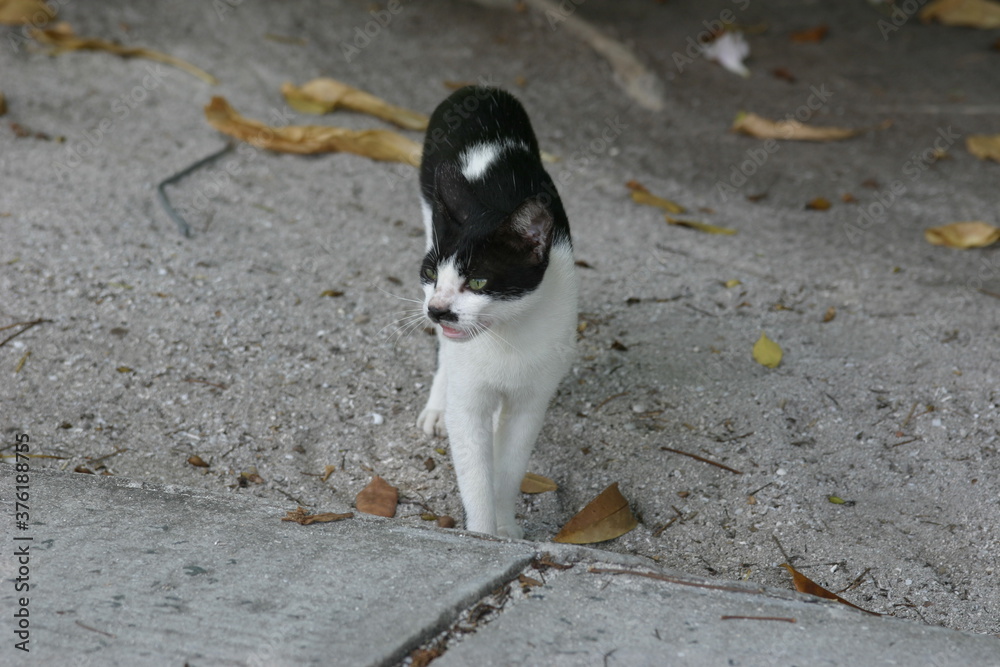 Katze, Malediven, Urlaub, Palmen, draußen, Ozean, Meer, Vögel, Wasser, Natu, wunderschöne Blumen