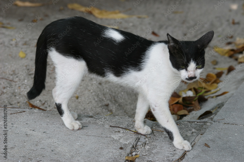 Katze, Malediven, Urlaub, Palmen, draußen, Ozean, Meer, Vögel, Wasser, Natu, wunderschöne Blumen Katze, Malediven, Urlaub, Palmen, draußen, Ozean, Meer, Vögel, Wasser, Natu, wunderschöne Blumen