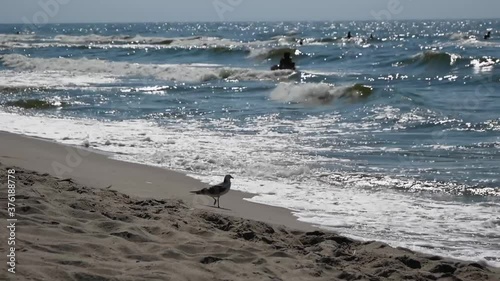 A seagull walks along the sandy Baltic Sea beach while people swim in the water. Russia photo