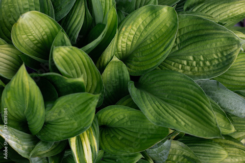background of green plant leaves