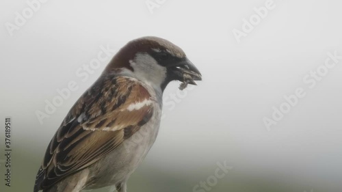 sparrow