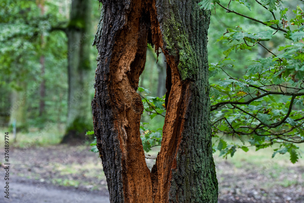 Living tree with a huge hole in the trunk in the middle