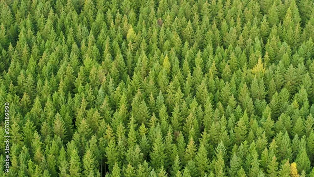 Flying over green pine tree tops, drone stock footage 2 Flying over green pine tree tops, drone stock footage 2