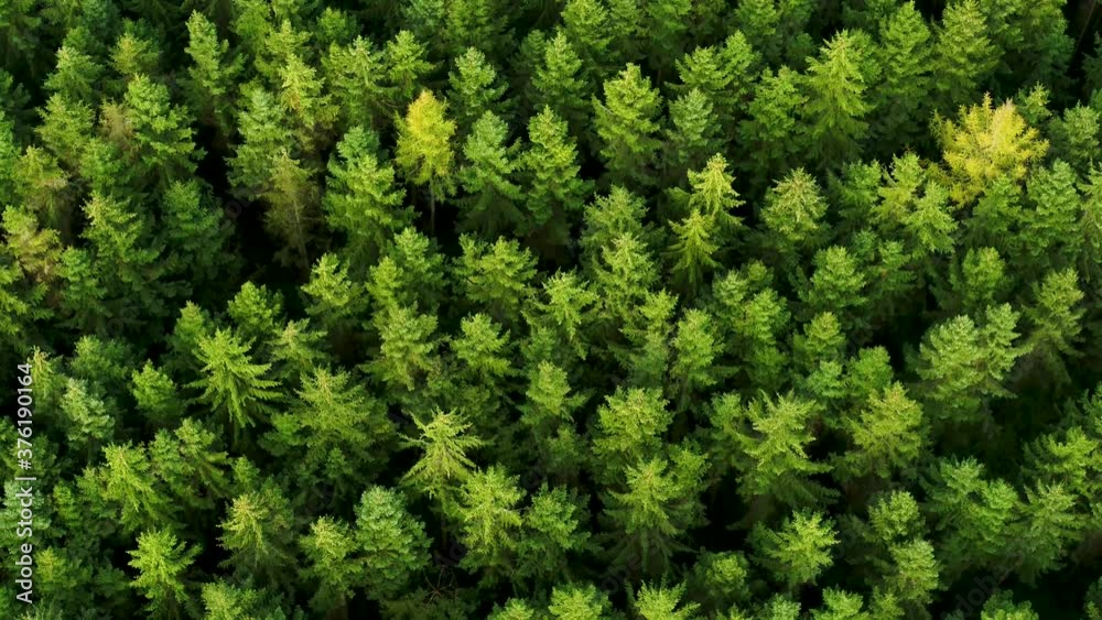 Flying over green pine tree tops, drone stock footage