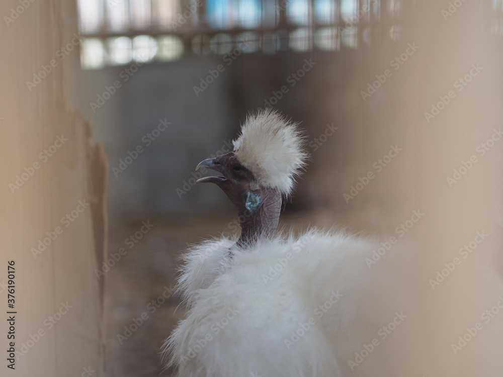 Poland, Paduan Chicken, Polish Chick Silkie Chicken fur is similar to a soft silk thread with a furry appearance, animal Poland, Paduan Chicken, Polish Chick Silkie Chicken fur is similar to a soft silk thread with a furry appearance, animal