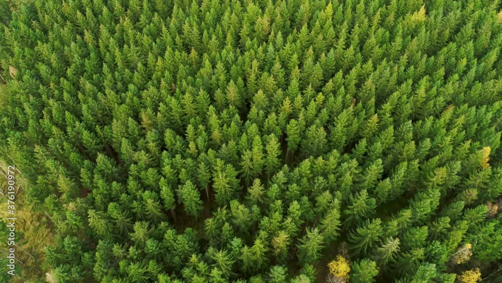 Zooming out from lush green pine tree tops, drone stock footage Zooming out from lush green pine tree tops, drone stock footage