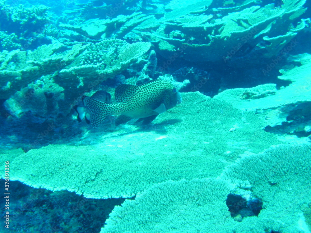 DIGITAL CAMERA