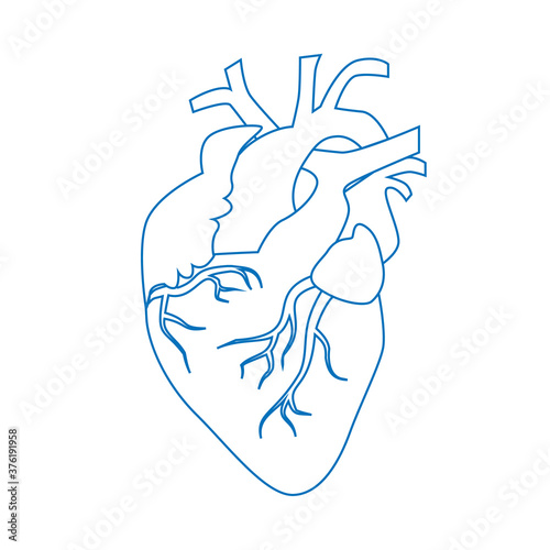 Human heart, circulatory system. Icon, linear vector illustration