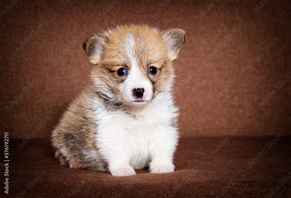 small ginger welsh corgi puppy