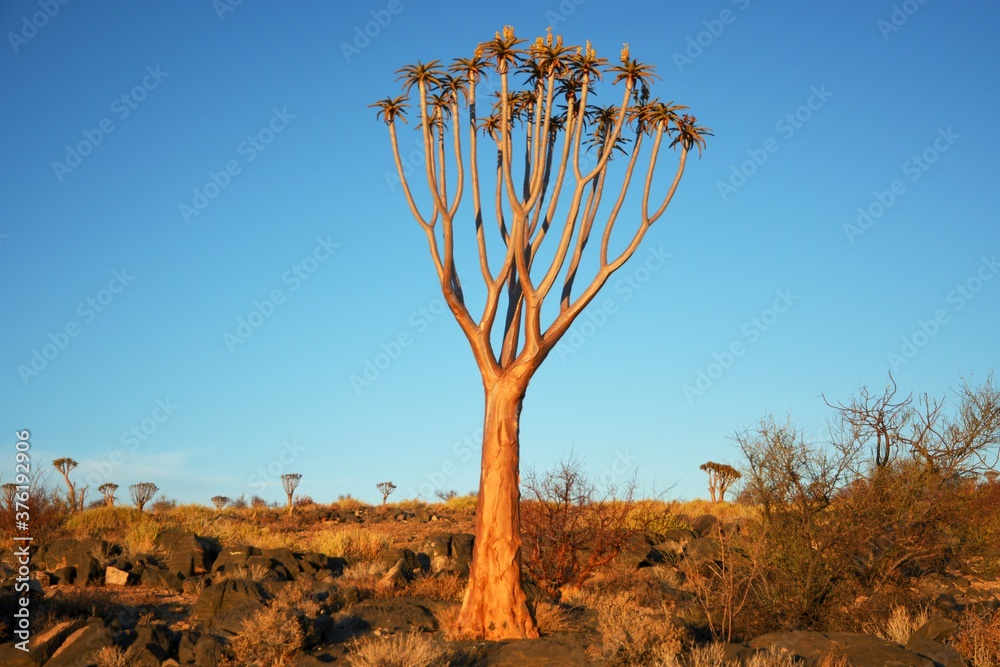 Köcherbaum (Aloe dichotoma) im Abendlicht im Namib-Naukluft- Nationalpark in Namibia Köcherbaum (Aloe dichotoma) im Abendlicht im Namib-Naukluft- Nationalpark in Namibia