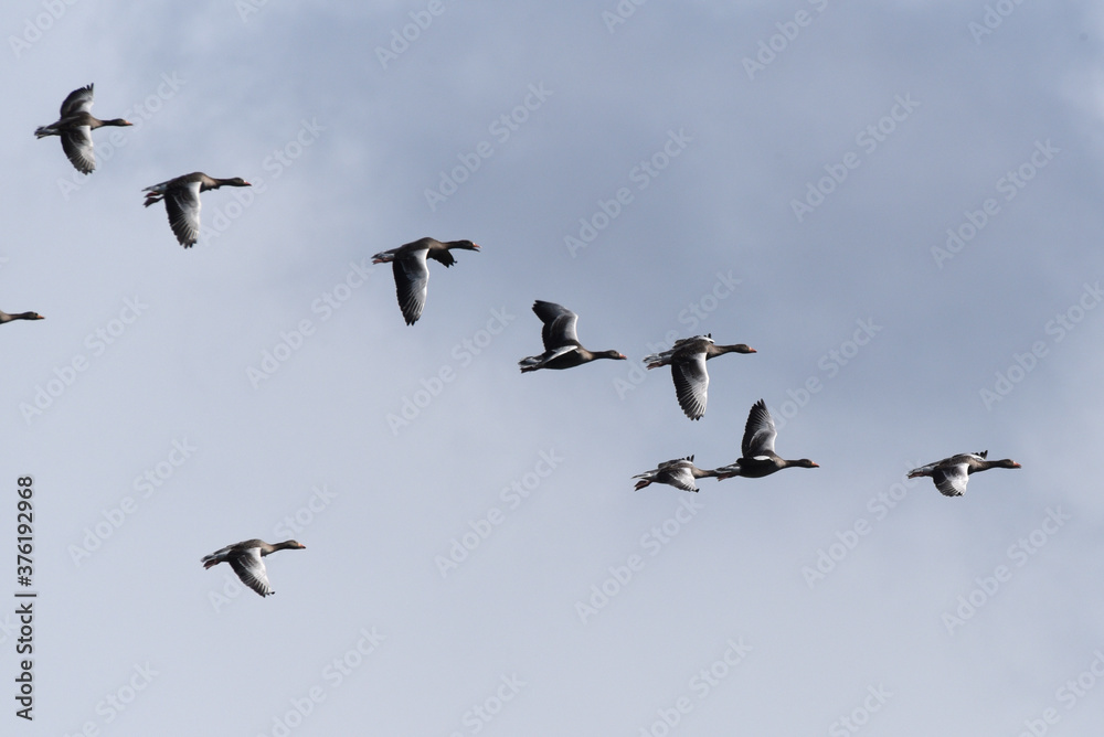 Wildgänse im Flug