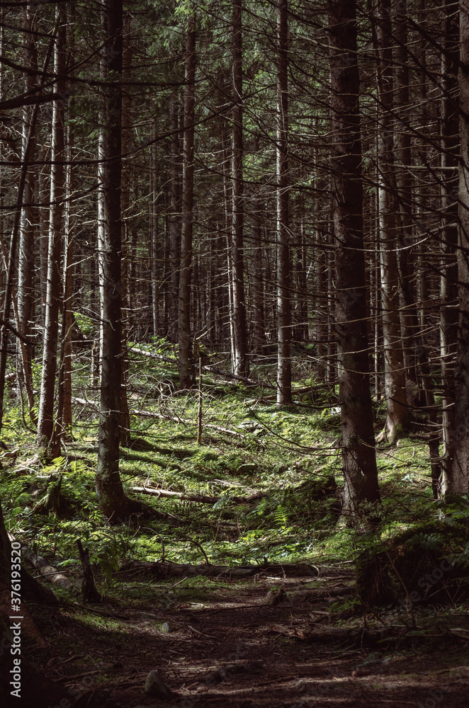 Ancient scary old forest. The sun is going down. Ancient scary old forest. The sun is going down.