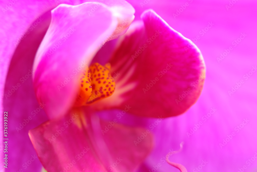 close up orchid flower wallpaper background macro flower
