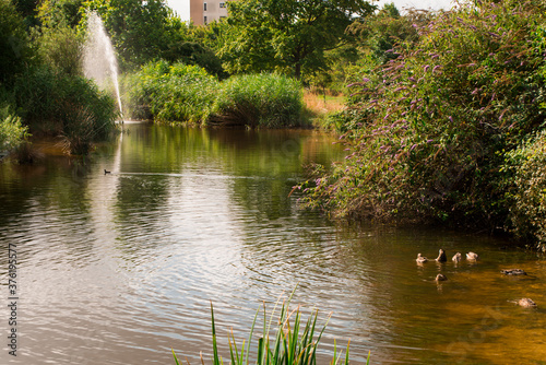 pond in the park