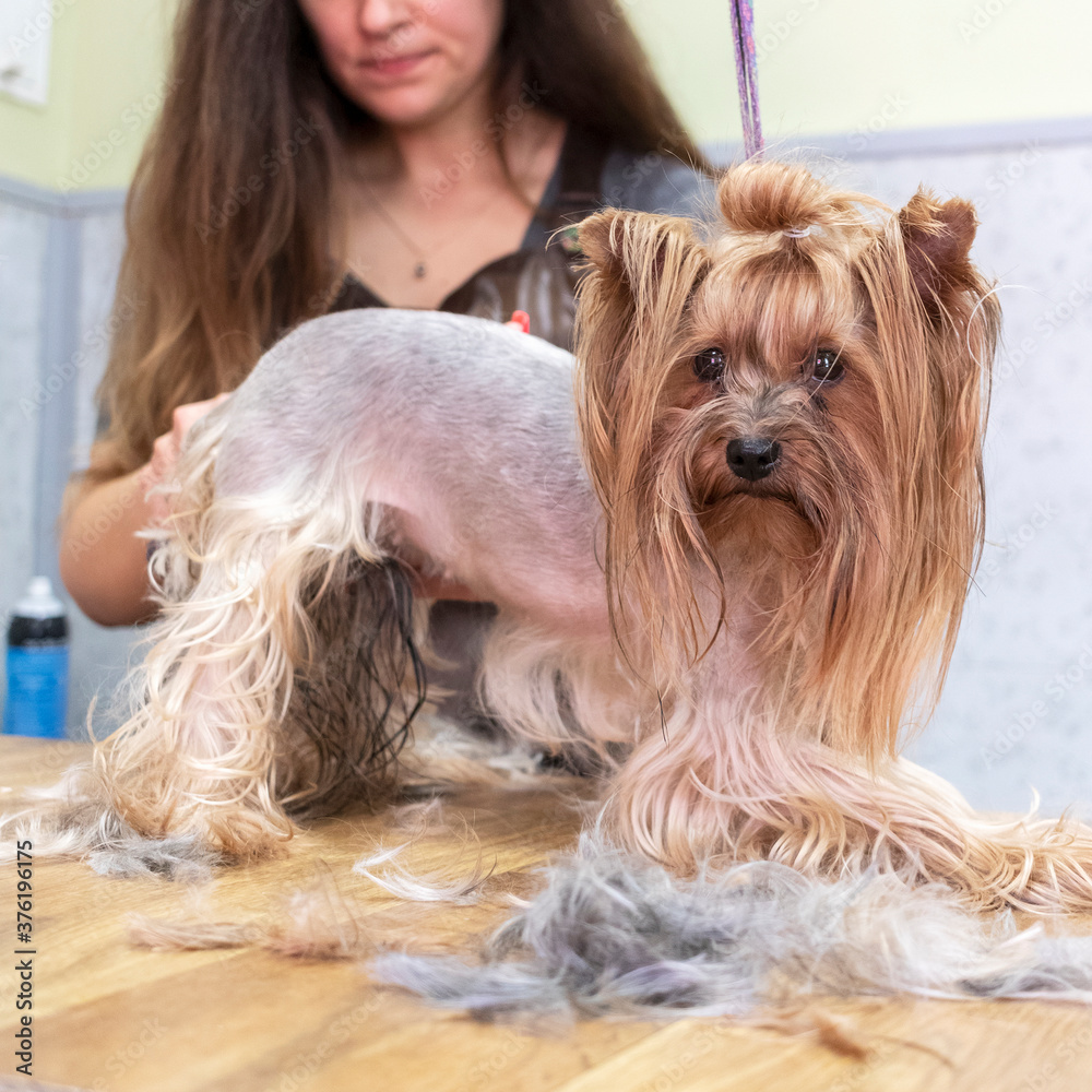 Grooming the yorkshire terrier in dog grooming salon. Grooming the yorkshire terrier in dog grooming salon.