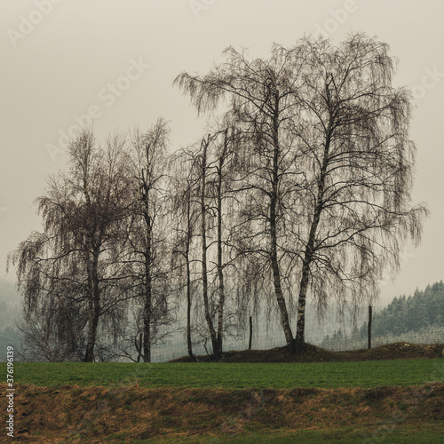 Wallpaper Mural Waldviertel Torontodigital.ca