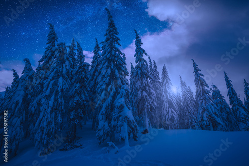 Majestic spruce forest glowing by moonlight