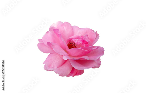 pink scented rose on white background
