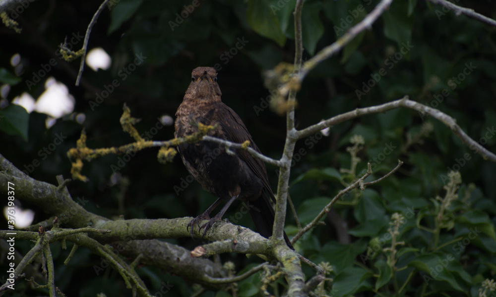 Fledgling blackbird perching in a tree, with leaves twigs and leaves 