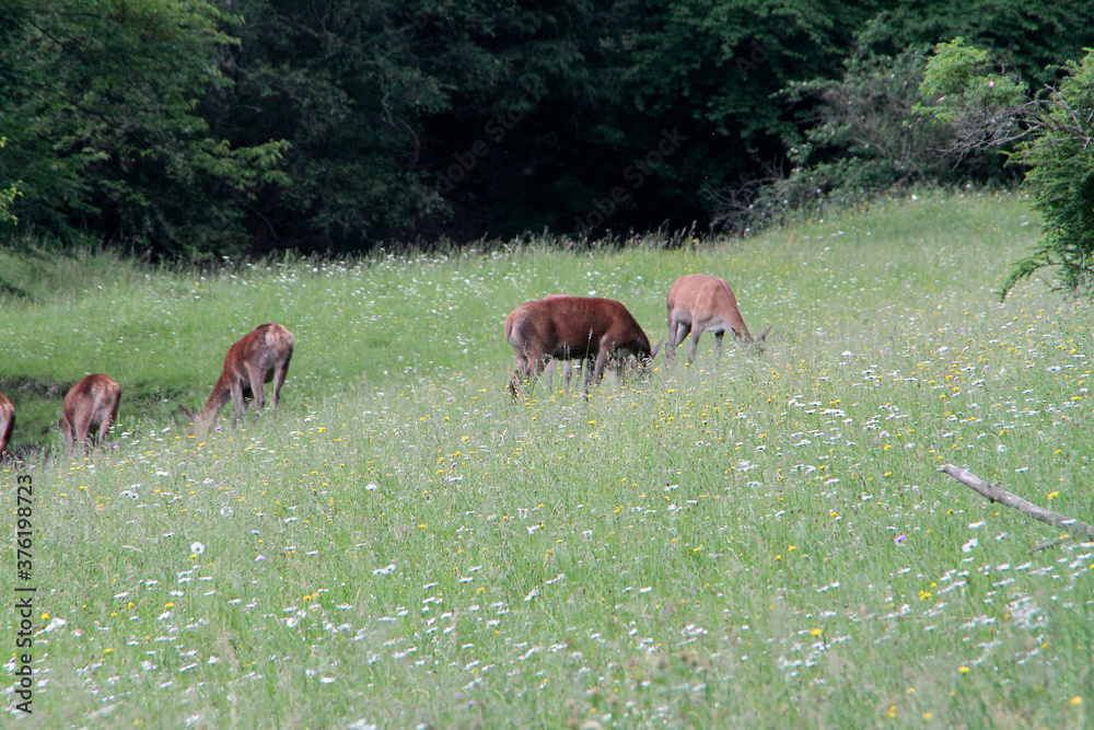 Hirschkuehe, Weibliche Hirsche, Hirsche, Cervidae. Die Tiere aesen am Waldrand. Bergwiesen, Thueringen, Deutschland, Europa