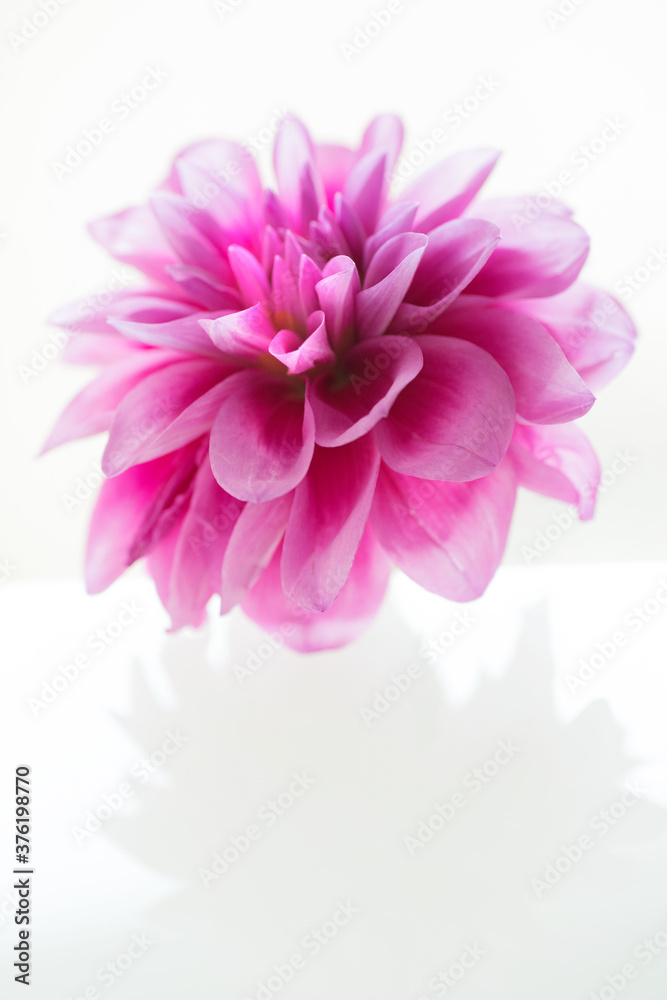 花flower 花flower