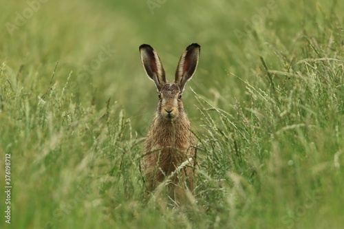 hare sitting in the grass. Wildlife scene from nature. Lepus europaeus.