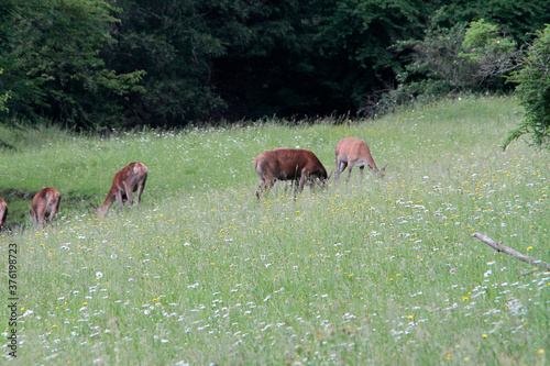 Hirschkuehe, Weibliche Hirsche, Hirsche, Cervidae. Die Tiere aesen am Waldrand. Bergwiesen, Thueringen, Deutschland, Europa