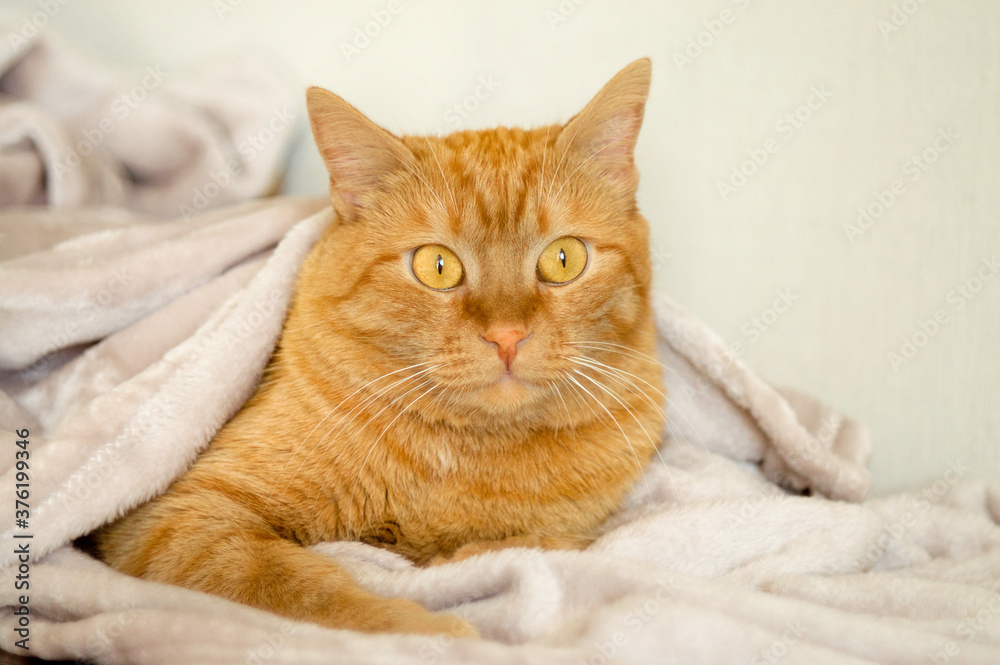 Cute, funny ginger cat with yellow eyes looking at the camera, close-up on a light background. The concept of domestic animals, animal and human petting. Сopy space.